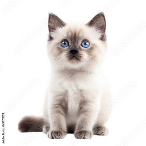 a fluffy kitten with striking blue eyes sits gracefully against a white background. showcasing its playful and curious nature  essence of cuteness and innocence. making it perfect for pet-related cont
