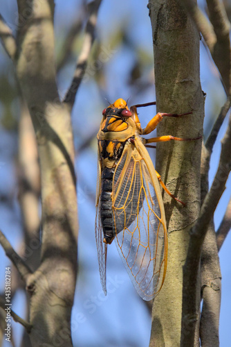 Masked Devil Cicada