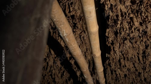 Hanging tobacco leaves in barn for natural drying, Traditional agriculture and quality control in tobacco production, Tobacco farming, Harvest leaf.