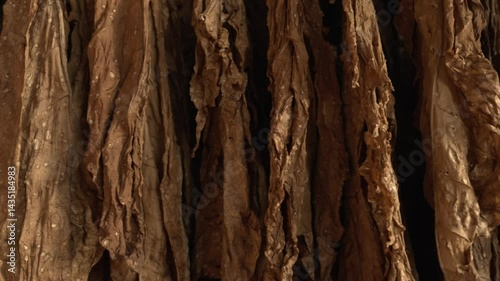 Hanging tobacco leaves in barn for natural drying, Traditional agriculture and quality control in tobacco production, Tobacco farming, Harvest leaf.