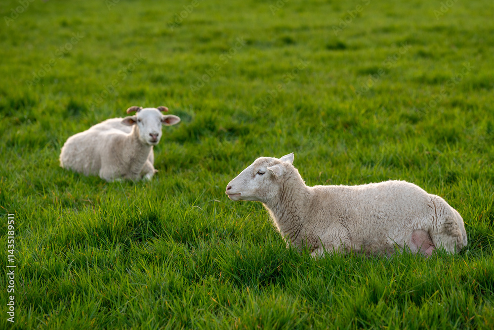 Two sheep lying peacefully on green grass in open air. Scene conveys tranquility, simple rural life. Perfect for themes of sustainable farming, rural comfort, pastoral landscapes. Two sheep lying peacefully on green grass in open air. Scene conveys tranquility, simple rural life. Perfect for themes of sustainable farming, rural comfort, pastoral landscapes.