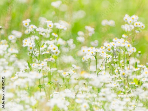 野原にハルジオンが群生している様子。日差しに輝いてぼんやりとボケた景色。明るく爽やかな野原、草原のイメージ。