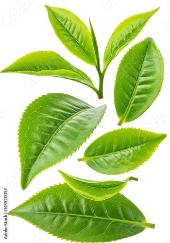 Fresh Green Tea Leaves Isolated on White Background