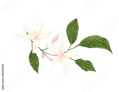 Digital painting of jasmine (melati) flowers	
