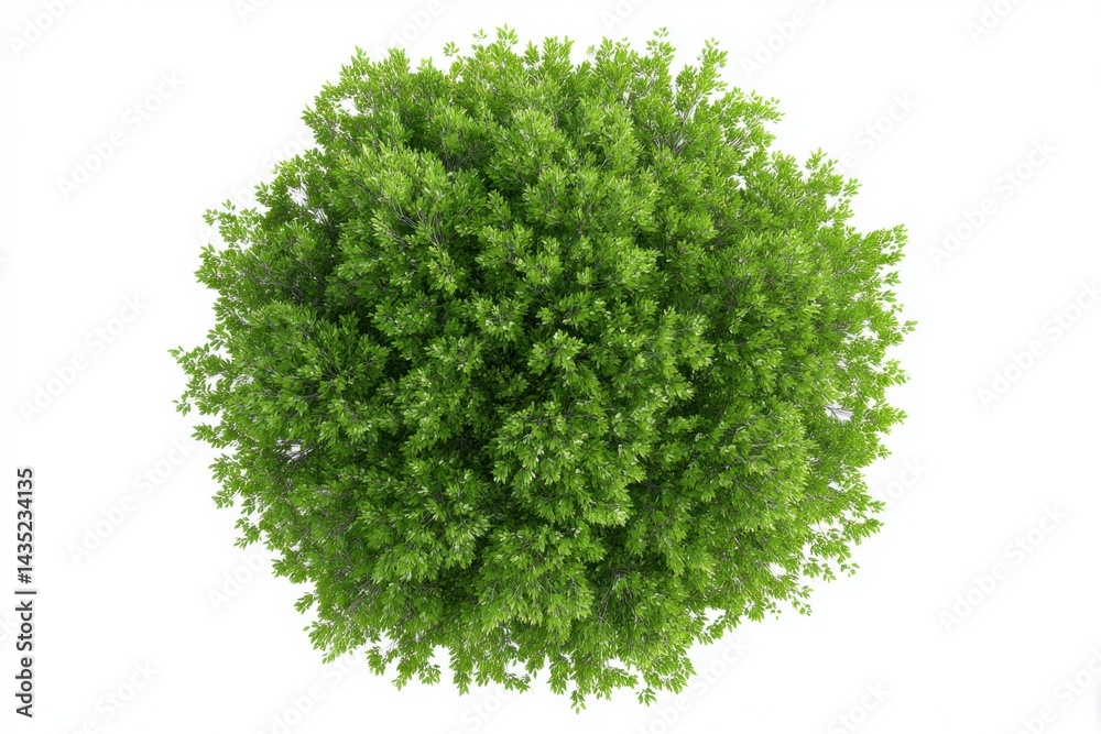 Fototapeta premium Lush green tree canopy viewed from above creating a circular shape against a bright white background showcasing foliage and branches in natural light