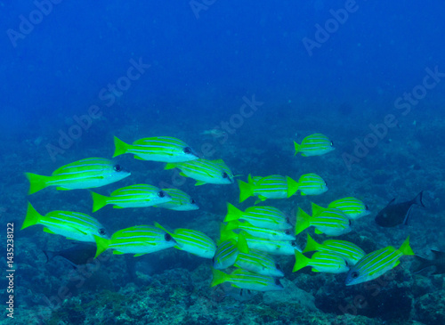 Canvas Print School of Blue Stripe Snapper - photographed during scuba diving in Andaman Isla