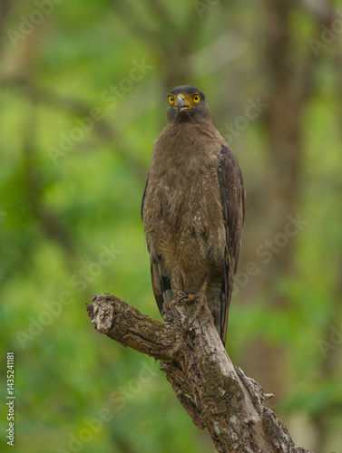 Photography Crested Serpent Eagle - photographed in BR Hills Sanctuary (Karnataka, India)