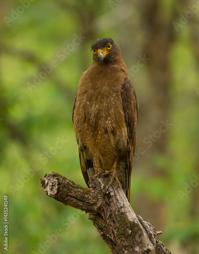 Photography Crested Serpent Eagle - photographed in BR Hills Sanctuary (Karnataka, India)
