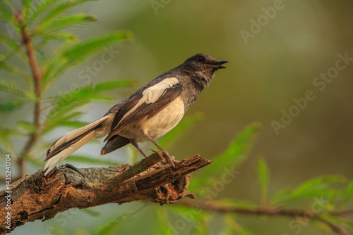 Photography Oriental Magpie Robin - photographed in BR Hills Wildlife Sanctuary (Karnataka,