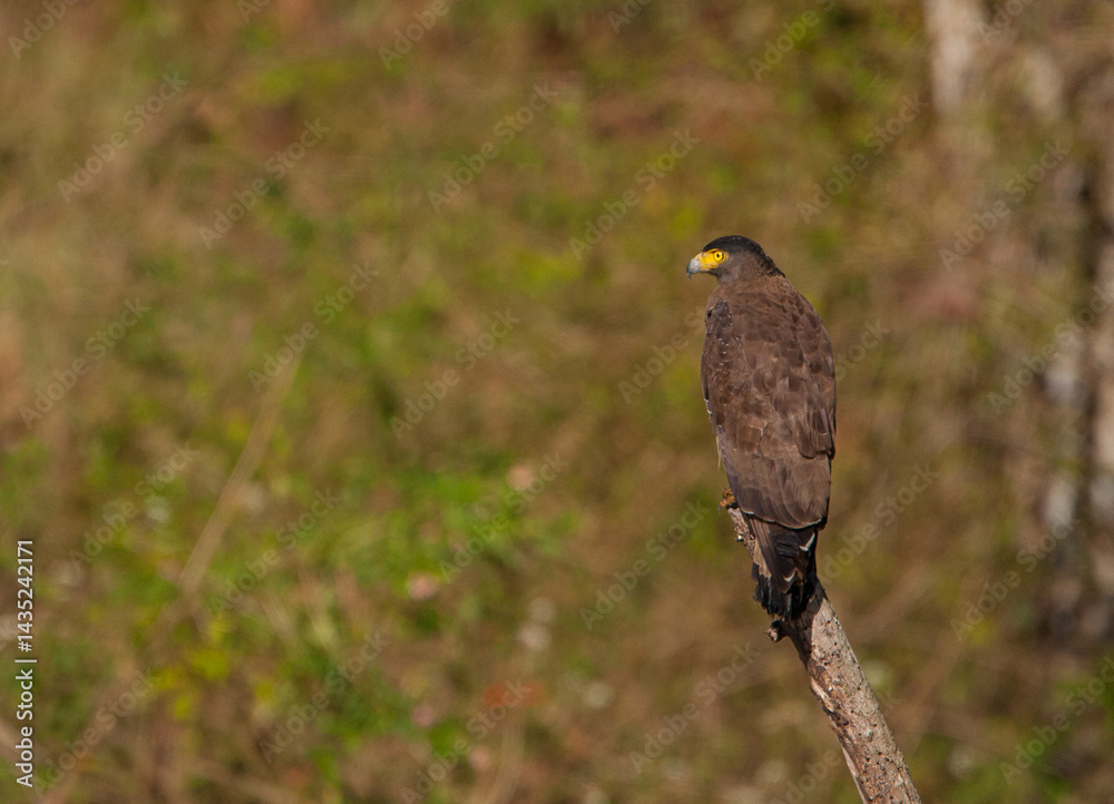 Obraz premium Crested Serpent Eagle sitting on a log