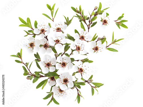 Wild Manuka Flowering Plant