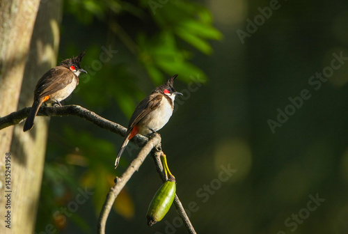 Photography A pair of Red Whiskered Bulbuls sitting on a branch of a tree - photographed in