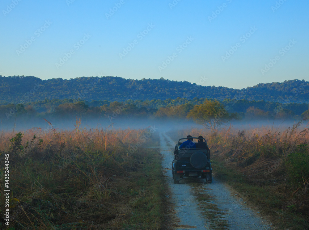 Fototapeta premium Corbett National Park, India - December 2016 : Wildlife safari in the grassland of Corbett National Park in the winter morning