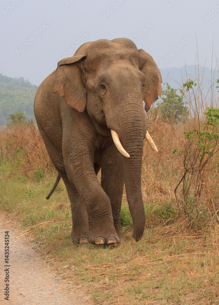 Obraz premium Indian Elephant walking along the edge of the mud road - photographed in Corbett National Park (India)