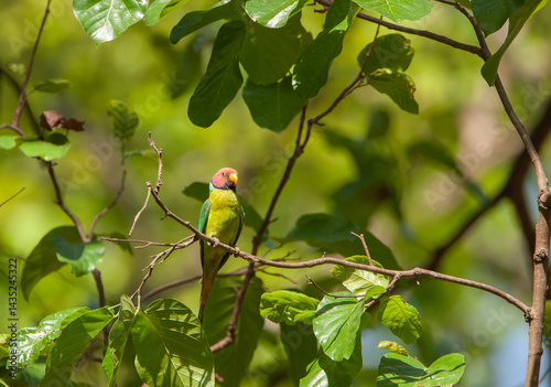 Canvas Print A male Plum-headed Parakeet - photographed in Corbett National Park (India)