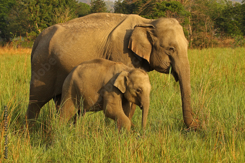 Photography Elephant (Baby and Mother) - Photographed at Corbett National Park
