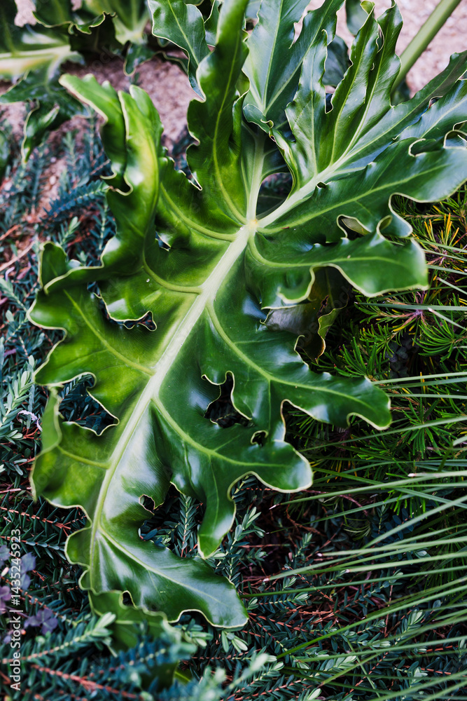 giant Philodendron leaves in Australian backyard with native plants