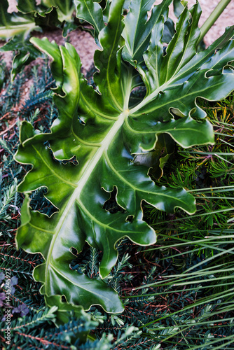 Obraz na płótnie giant Philodendron leaves in Australian backyard with native plants w salonie