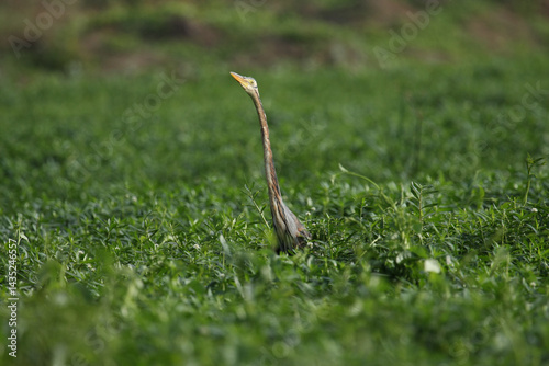 Photography A Purple Heron standing in a swamp area covered with water hyacinth - photograph