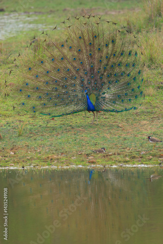 Photography A Peacock is spreading itts wings - photographed in Kanha National Park