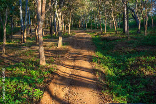 Photography A mud road passing through dense jungle (photographed in BR Hills Sanctuary, Kar