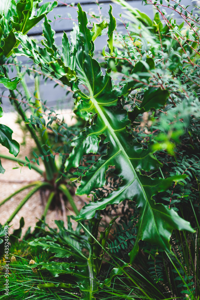 giant Philodendron leaves in Australian backyard with native plants