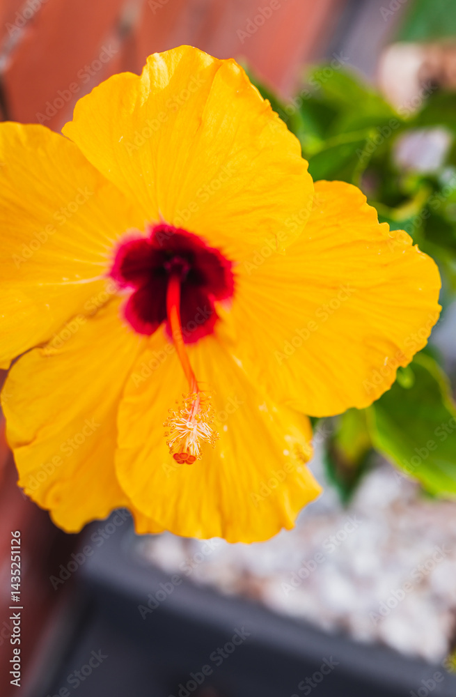 yellow hibiscus in pot outdoor next to brick wall house exterior