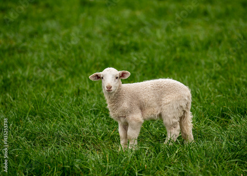 Cute little lamb standing in green pasture looking at camera. Perfect for nature themes, agriculture.