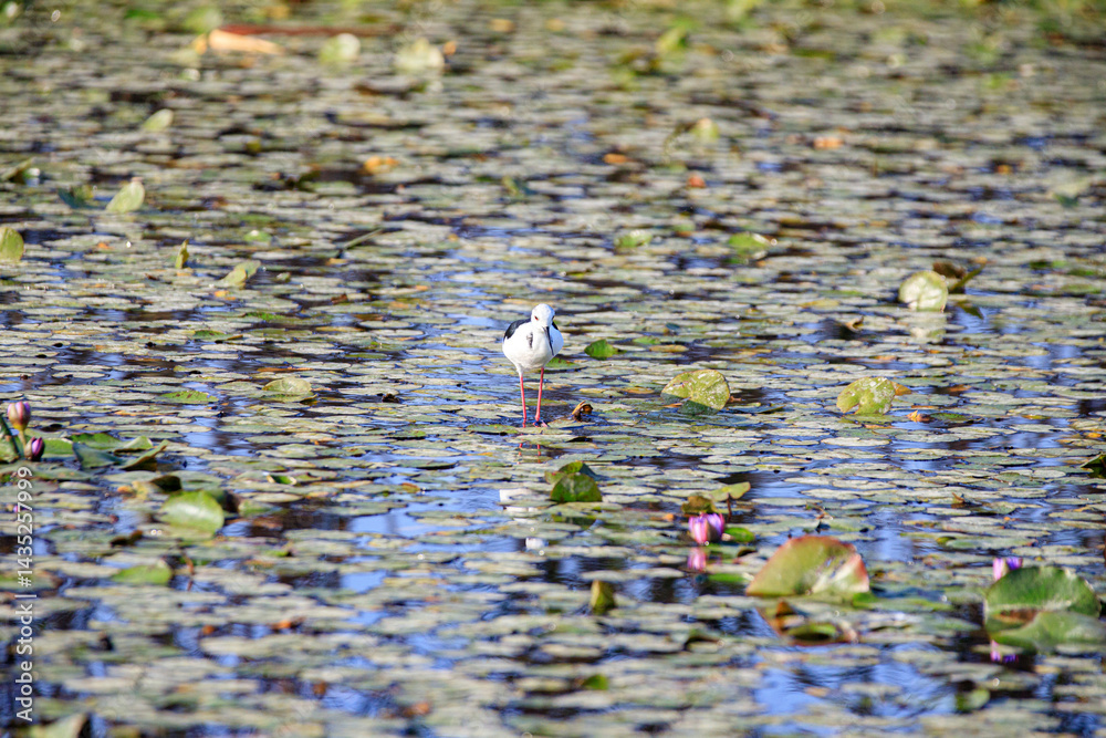 Black-winged Stilt Wading Gracefully Through Wetland Waters, Long Valley, Hong Kong