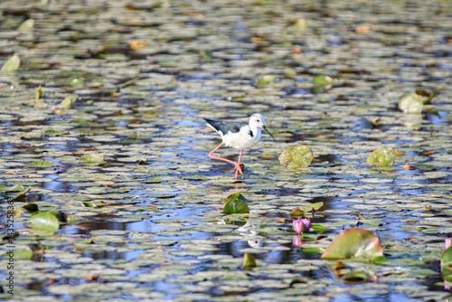 Black-winged Stilt Wading Gracefully Through Wetland Waters, Long Valley, Hong Kong