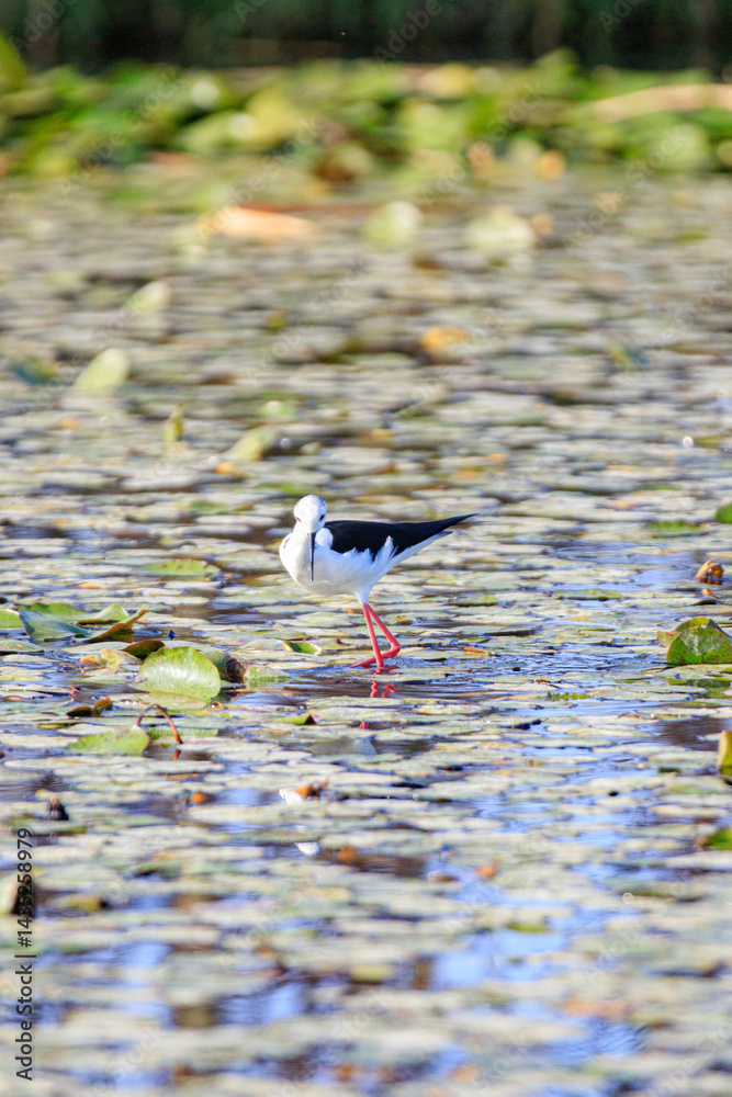 Black-winged Stilt Wading Gracefully Through Wetland Waters, Long Valley, Hong Kong