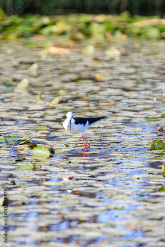 Obraz na płótnie Black-winged Stilt Wading Gracefully Through Wetland Waters, Long Valley, Hong Kong w salonie