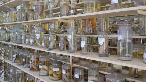 Rows of preserved ocean animals at a natural history museum