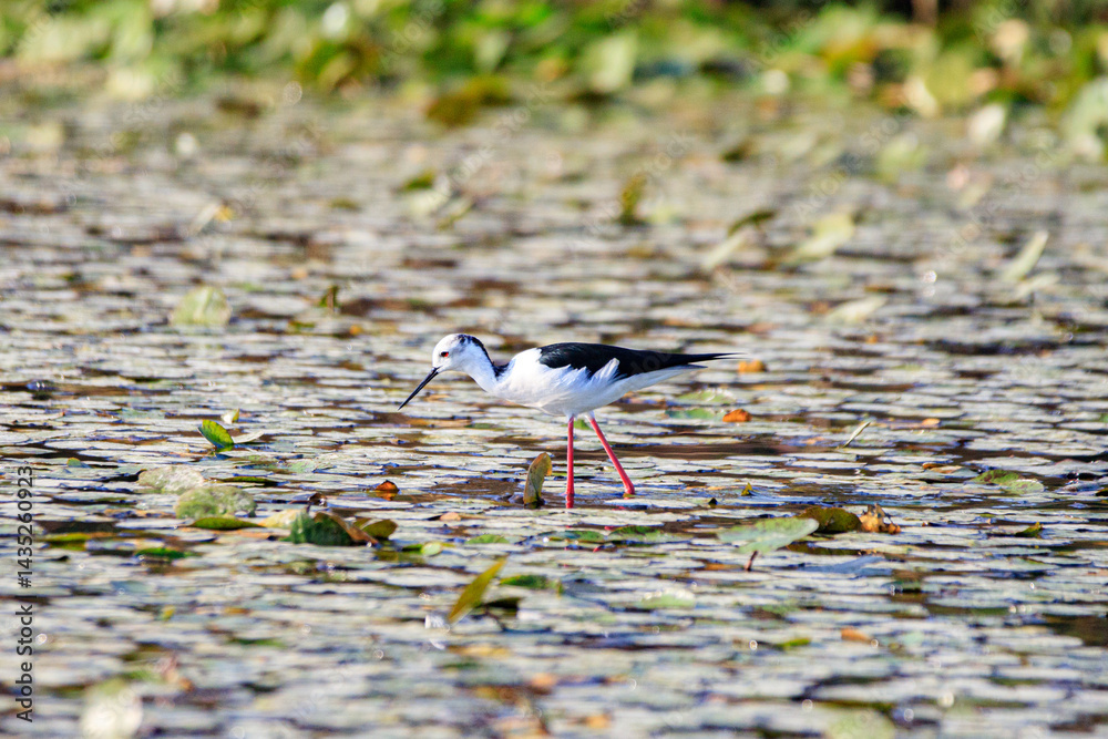 Black-winged Stilt Wading Gracefully Through Wetland Waters, Long Valley, Hong Kong