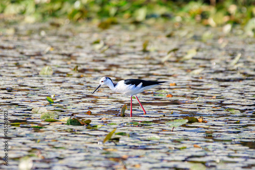 Obraz na płótnie Black-winged Stilt Wading Gracefully Through Wetland Waters, Long Valley, Hong Kong w salonie