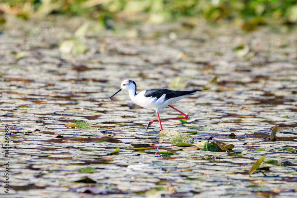 Black-winged Stilt Wading Gracefully Through Wetland Waters, Long Valley, Hong Kong