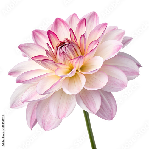 Pink Dahlia Flower Closeup Isolated White Background on transparent background