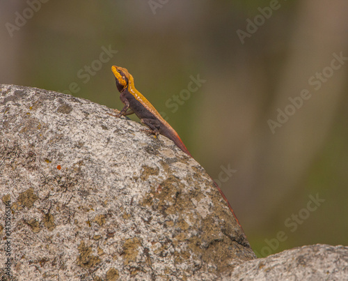 Photography A colourful lizard sitting on a rock - photographed in Nandi Hills (near Bangalo