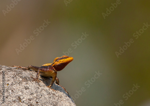 Photography A colourful lizard sitting on a rock - photographed in Nandi Hills (near Bangalo