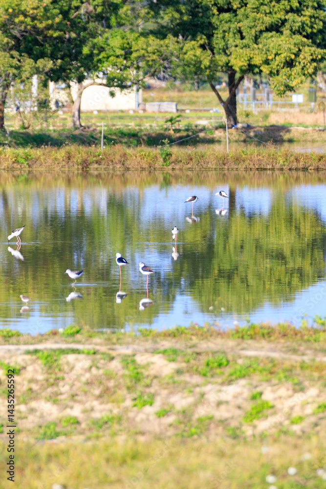 Wading Birds Reflecting on Still Water in a Peaceful Wetland Scene, Long Valley, Hong Kong