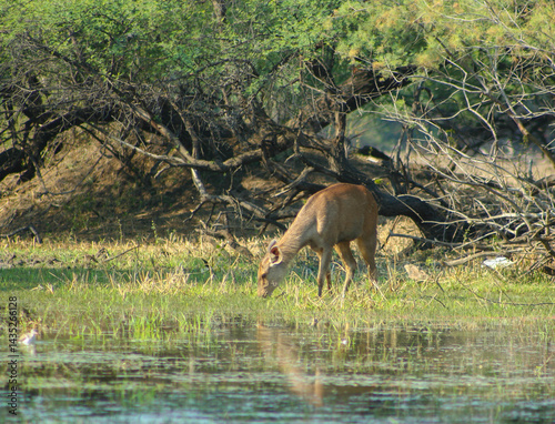 Photography A Sambar Deer photographed in Bharatpur Bird Sanctutary (India)