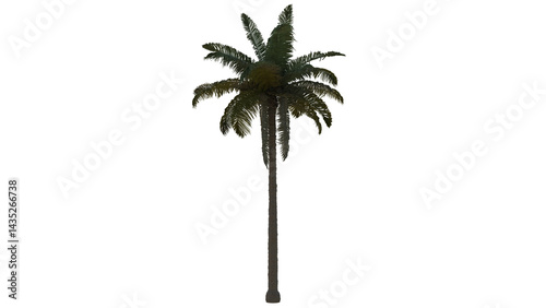 Tropical Tree