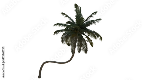 Tropical Tree
