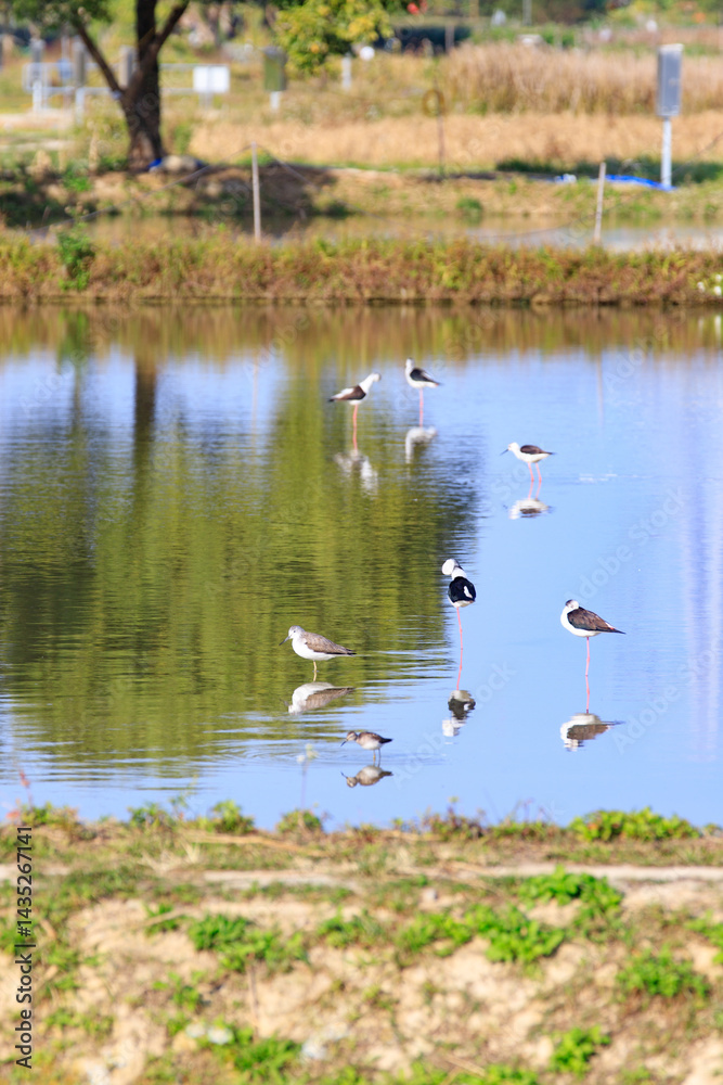 Wading Birds Reflecting on Still Water in a Peaceful Wetland Scene, Long Valley, Hong Kong