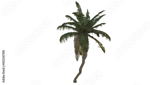 Tropical Tree