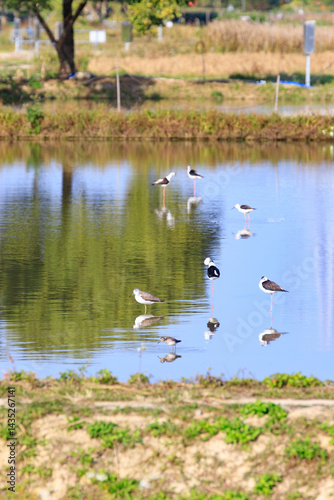 Obraz na płótnie Wading Birds Reflecting on Still Water in a Peaceful Wetland Scene, Long Valley, Hong Kong w salonie