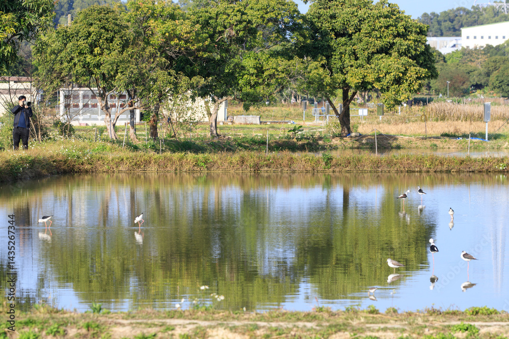 Wading Birds Reflecting on Still Water in a Peaceful Wetland Scene, Long Valley, Hong Kong