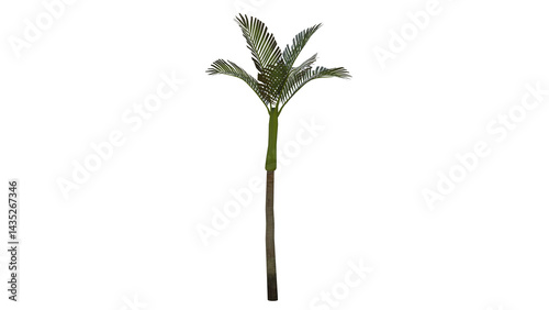 Tropical Tree