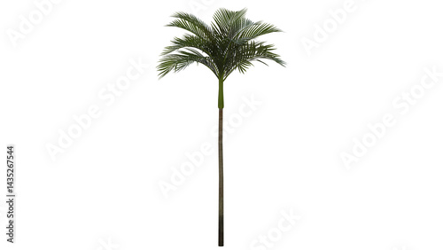 Tropical Tree