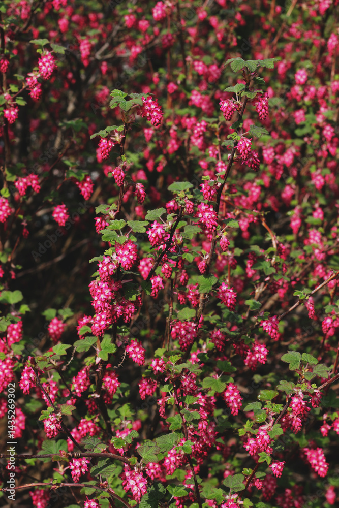 beautiful decorative garden red flowering bush beautiful decorative garden red flowering bush